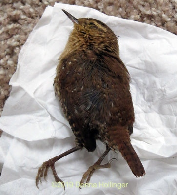 Young? Wren who died at my cat's paws I imagine
