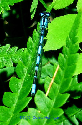 Damsel Fly in a Fern by the Pond, June 2018