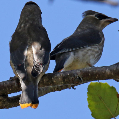 Two Immature Cedar Waxwings...feeding near the River