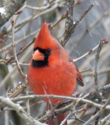 Cardinal during a light snow