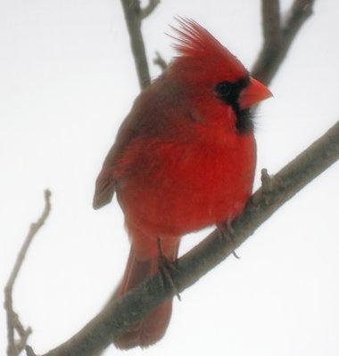 Male Cardinal in our Lilac