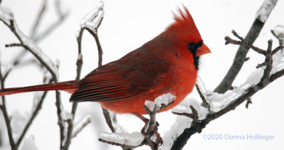 The Male Cardinal showing lots of black in his feathers 