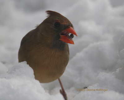 Female Cardinal with Seed
