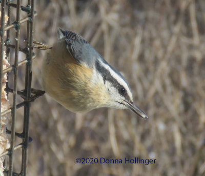 Red Breasted Nuthatch at the suet