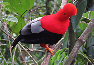 Andean Cock of the Rock