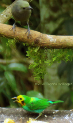 Palm Tanager and a Multicolored Tanager Below