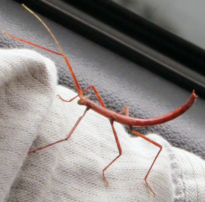 Some kind of a Walking Stick Insect