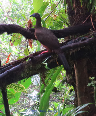 Sickle Winged Guan