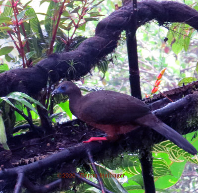 Sickle Winged Guan
