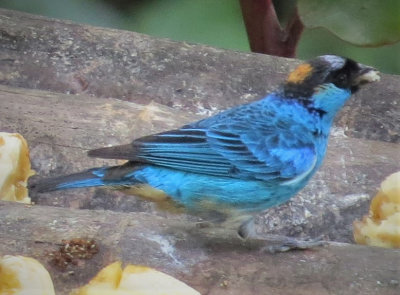 Golden naped Tanager