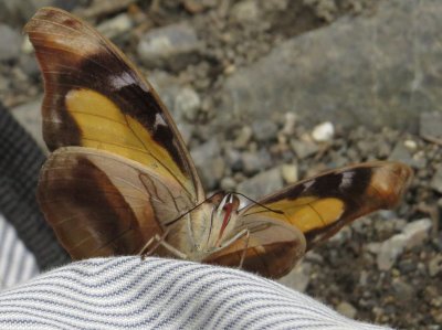 Yellow butterfly on my hat