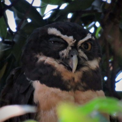 Sitting with his mate, a Spectacled Owl