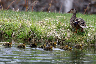 Mallard Female with her ducklings