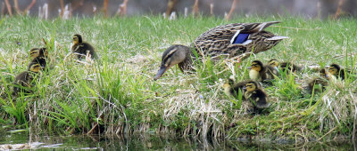 Mallard Female with her ducklings