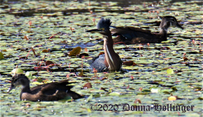This Green Heron  was attacking two immature woodducks