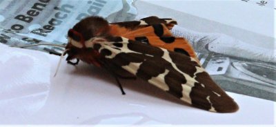 Arctia Caja, Tiger Moth