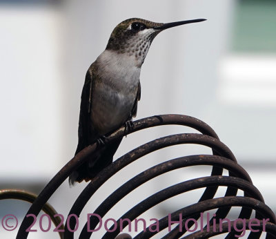 Resting Immature Male(?) Hummingbird