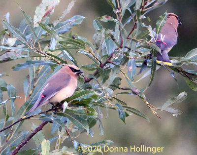 Two Cedar Waxwings diving above our Pond