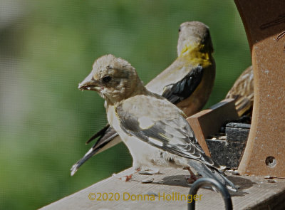 Evening GrosBeak Youngin with Mom!