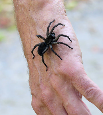 Wolf Spider on Peter's hand