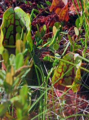 Bog Pitcher Plants and moss from a trip last year