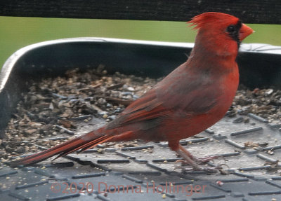 Our Male Cardinal looking for Sunflower seed