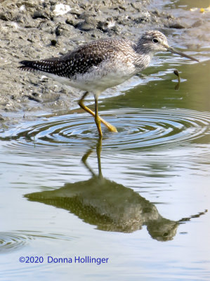 Lesser Yellowlegs Fishing