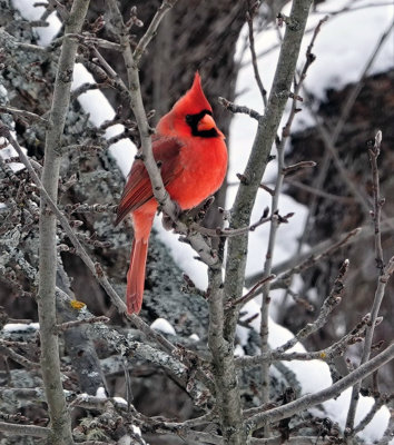Male Cardinal on the Pond Apple Tree 