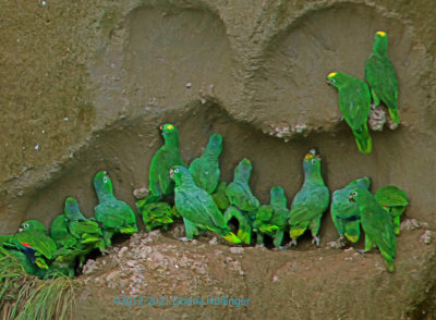 Scaly-naped, Yellow Crowned and Blue headed Parrots