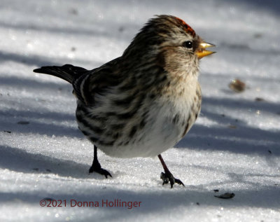 Redpolls (5-6 of them) have finally come to feed!
