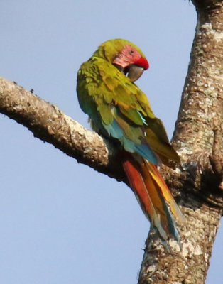 Great Green Macaw (endangered)