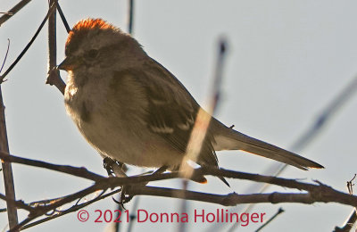 Redpolls