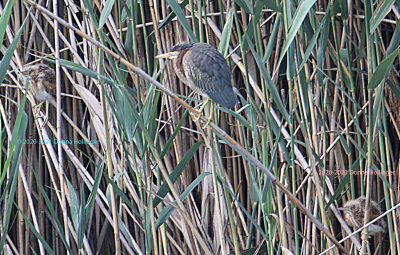 Green Heron Babysitting two immature Least Bitterns