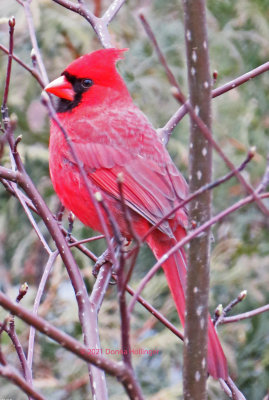 Cardinal at my friend's house...