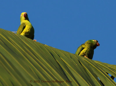 Parrots on Palms at the Ceiba tops Lodge
