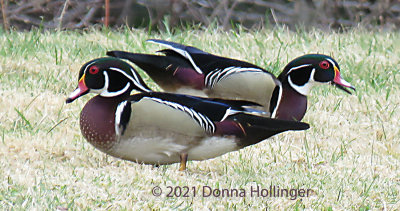 Two Male Woodducks Foraging