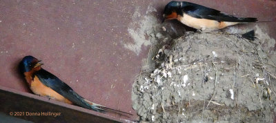 Nest Building Swallow style