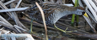 Sora picking along the cattails cum garbage