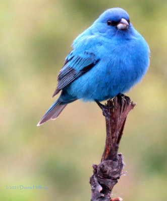 This year's first Indigo bunting!