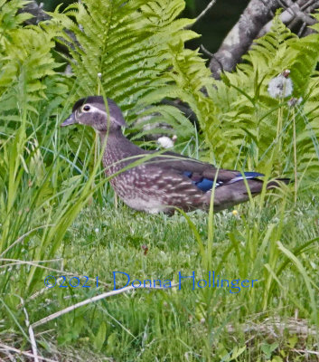 Female Woodduck At my neighbor's pond