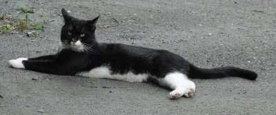 This teenage Boy Kitty looks pretty comfortable in our driveway!