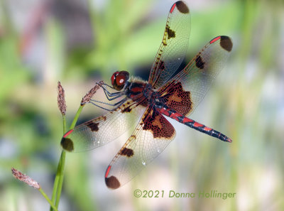 Dragonflies and Damselflies in Vermont