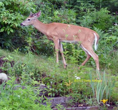 Young Male Deer Browsing