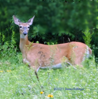 Mummy deer and two offspring browsing
