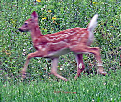 Fawn prancing in the yard