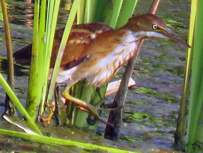 Least Bittern on the edge of Cranberry Pond
