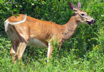 Looking for Apples Female Deer