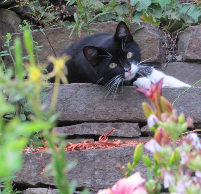 My Visitor Kitty (gattino)