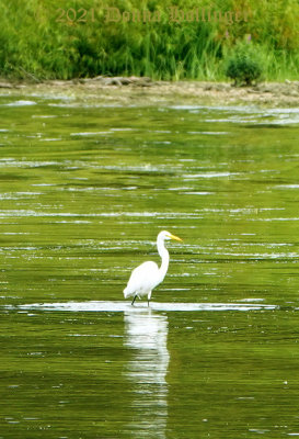 Great Egret at Shelburne Bay Park