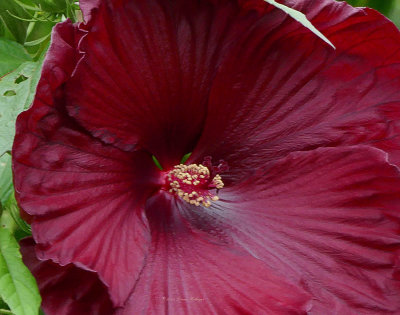Maroon Hibiscus in My Garden